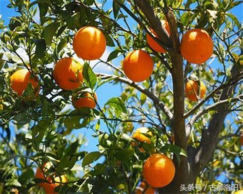 橘子樹開花|橘子什麼時候開花結果